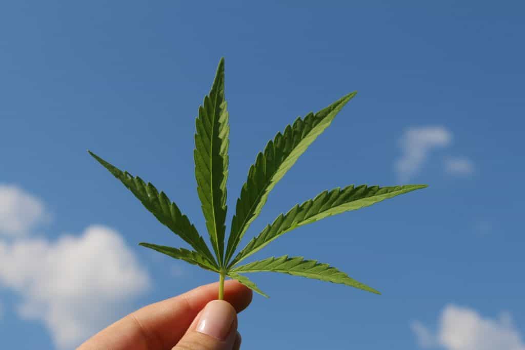 Cannabis Blatt (Symbolbild)