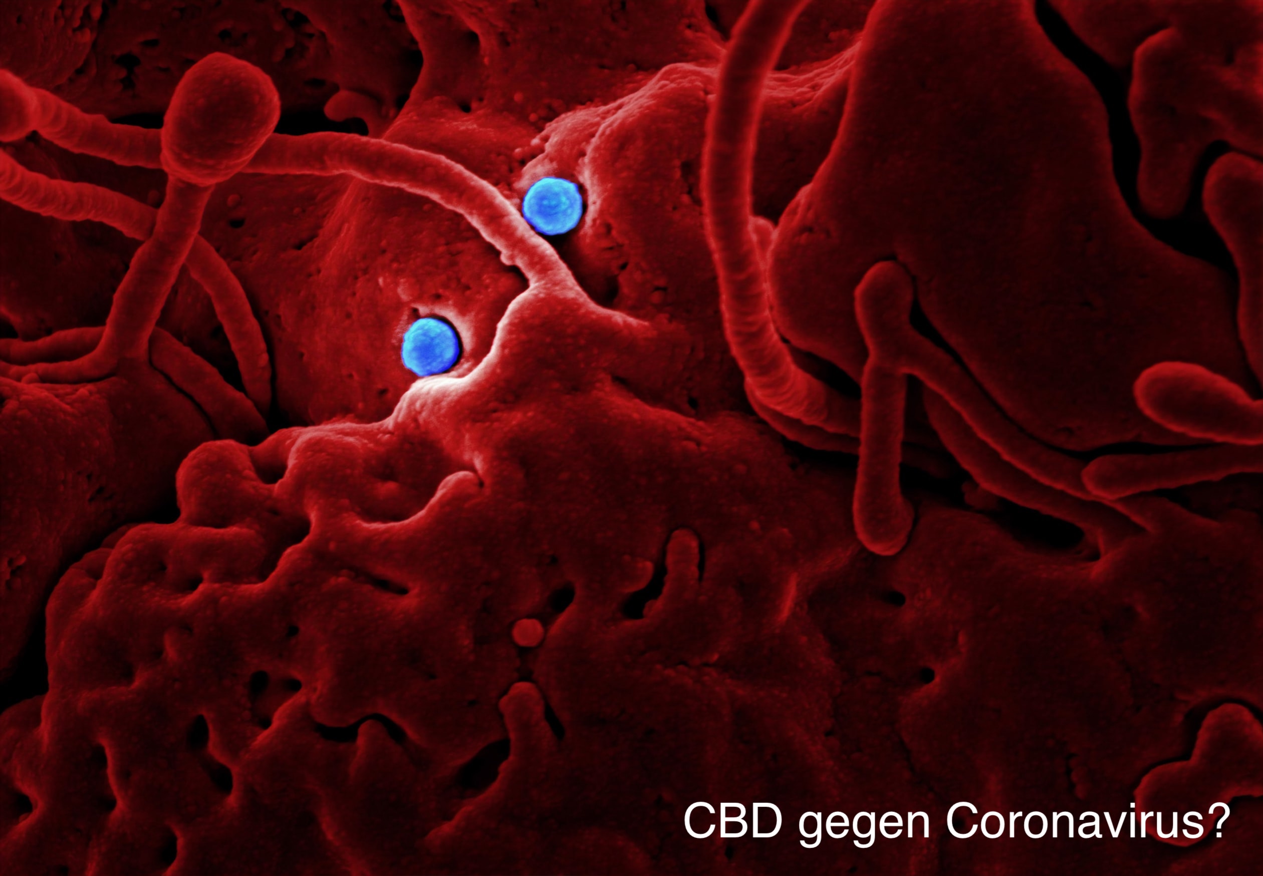 CBD gegen Coronavirus