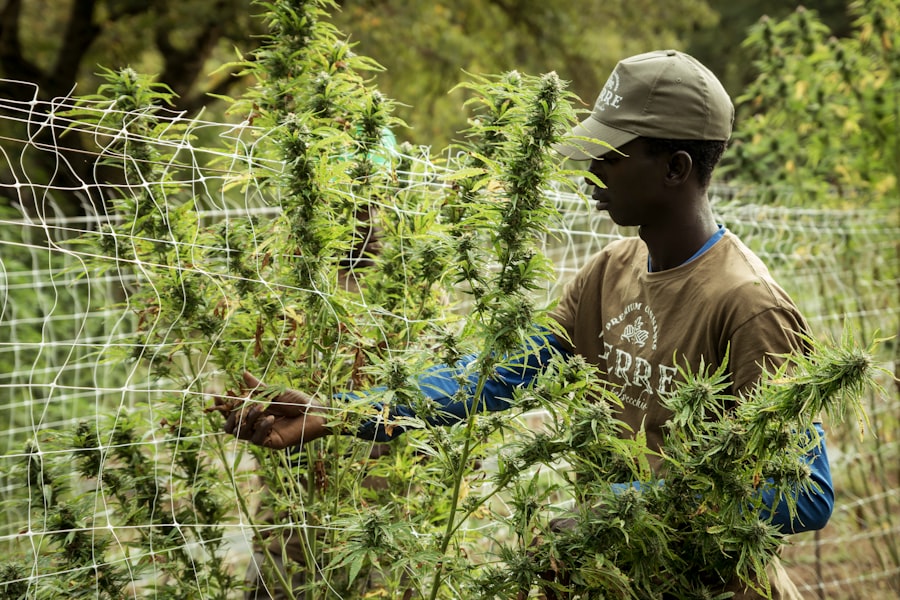 THC Hanfanbau: Ernte und Trocknung der Pflanzen 1