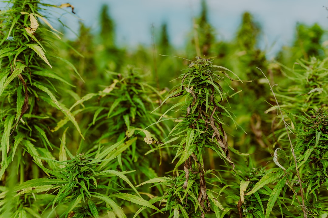 Photo Hemp field