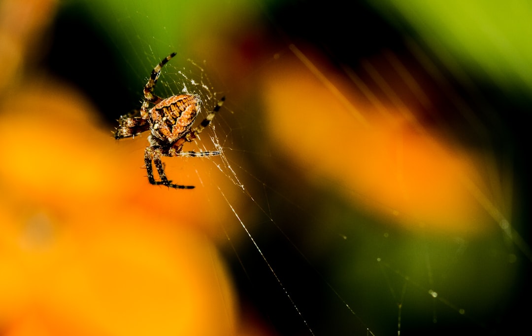 Photo Spider mites