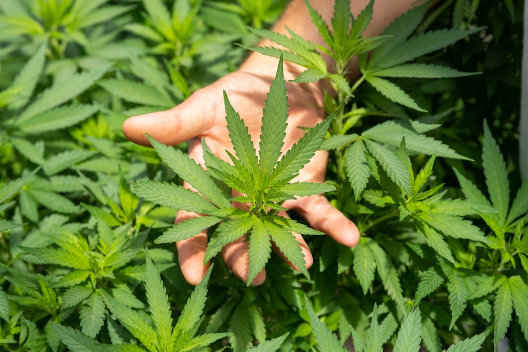 Photo Cannabis Plant