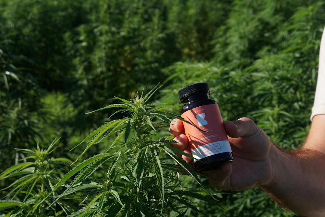 Photo Hemp field